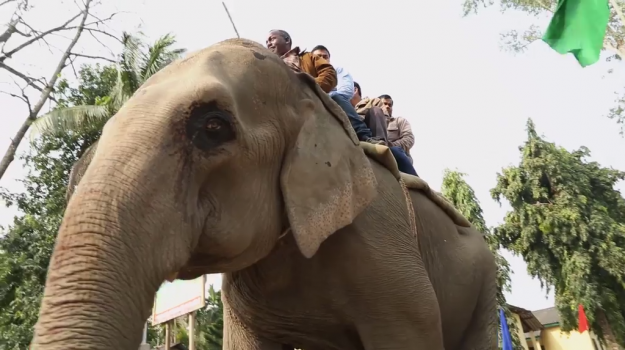 Gray elephant with several riders on its back